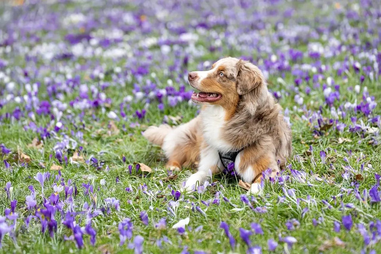 Heronswoof: Celebrate Dogs at Heronswood