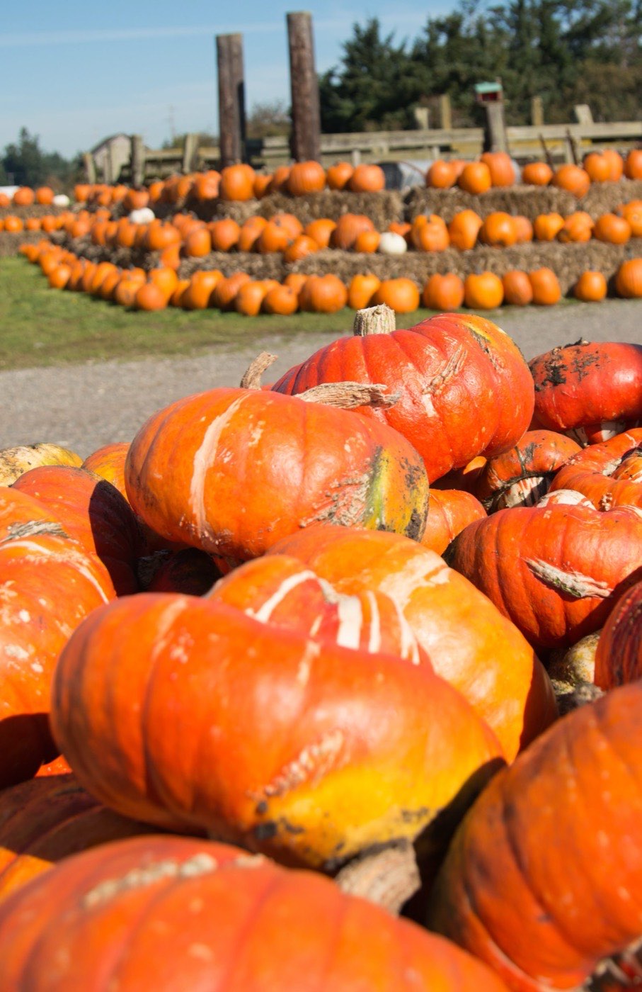 Rows of pumpkins and squash at an island farm stand