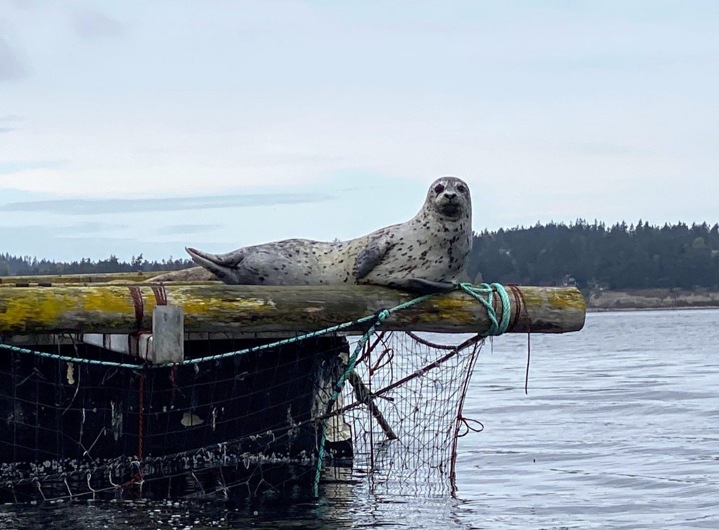 A harbor seal hauled out on a dock piling